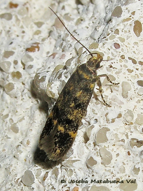 Bryotropha domestica - Gelechiidae ?  S !